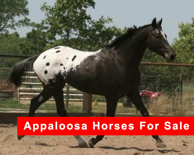Appaloosa Horses For Sale